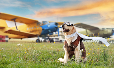 Ontdek de mogelijkheden om te vliegen met je hond Ontdek de mogelijkheden om te vliegen met je hond